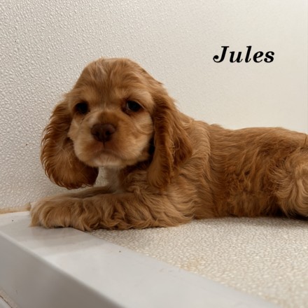 puppy, for, sale, Cocker Spaniel, Joe & Cherri  Overlease, dog, breeder, Miller, MO, dog-breeder, puppy-for-sale, forsale, nearby, find, puppyfind, locator, puppylocator, aca
